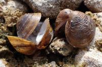 Corbicula