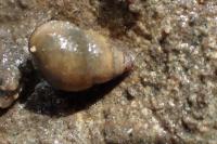 Bithynia tentaculata