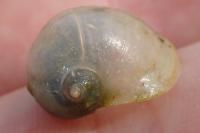 Radix auricularia