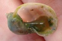 Radix auricularia