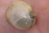 Radix auricularia