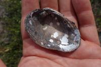 Unio crassus