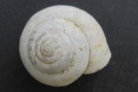 Fruticicola fruticum