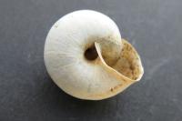 Fruticicola fruticum
