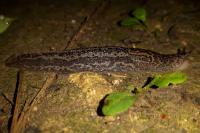 Limax maximus