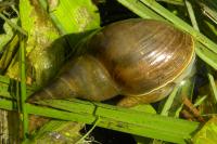 Lymnaea stagnalis