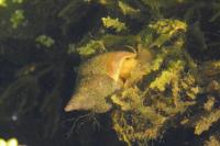 Lymnaea stagnalis