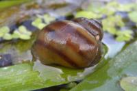 Viviparus viviparus