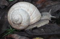 Helix pomatia