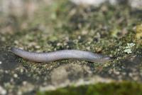 Boettgerilla pallens