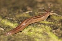 Ambigolimax valentianus