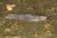 Limax maximus