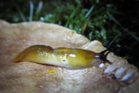 Malacolimax tenellus