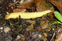 Testacella haliotidea