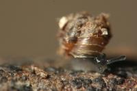 Acanthinula aculeata