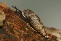 Clausilia bidentata