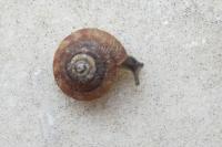 Gonyodiscus rotundatus