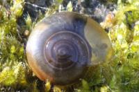 Oxychilus draparnaudi