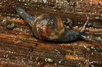 Semilimax pyrenaicus