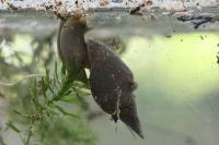 Lymnaea stagnalis