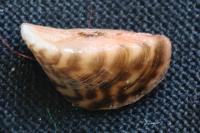 Dreissena polymorpha