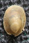 Ancylus fluviatilis