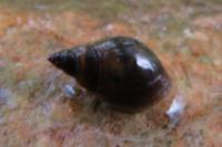 Stagnicola palustris