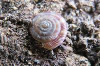 Gonyodiscus rotundatus