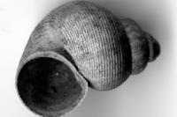 Pomatias elegans