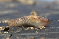 Deroceras reticulatum