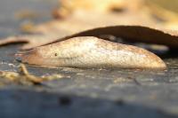 Deroceras reticulatum