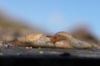 Deroceras reticulatum