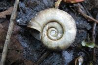 Planorbarius corneus