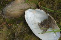 Anodonta anatina