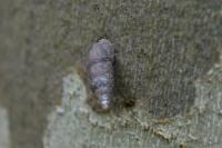 Merdigera obscura