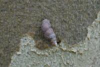 Merdigera obscura