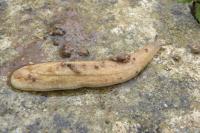 Testacella haliotidea