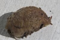 Testacella haliotidea