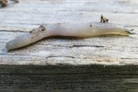 Boettgerilla pallens