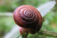 Trochulus hispidus