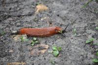 Arion ater rufus