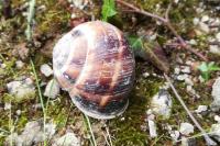 Helix lucorum