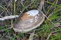 Anodonta cygnea