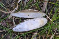 Anodonta cygnea