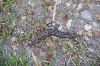 Limax maximus
