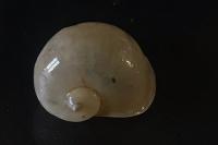 Radix auricularia