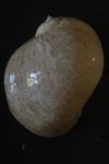 Radix auricularia