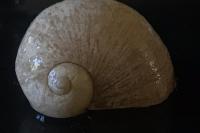 Radix auricularia