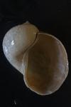 Radix auricularia