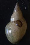 Lymnaea stagnalis